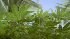 CTV National News: Regulating cannabis products