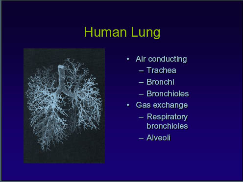 Human Lung-USEPA